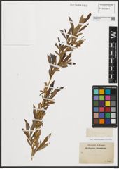 Foto von Salix purpurea L.